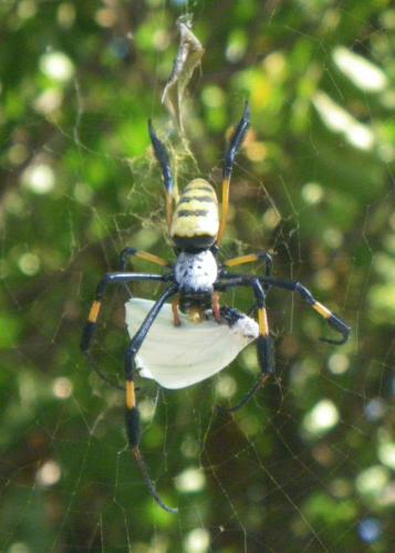 Trichonephila senegalensis